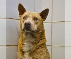 German Shepherd Dog-Unknown Mix Dogs for adoption in San Antonio, TX, USA