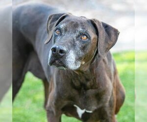 Labrador Retriever Dogs for adoption in Camarillo, CA, USA