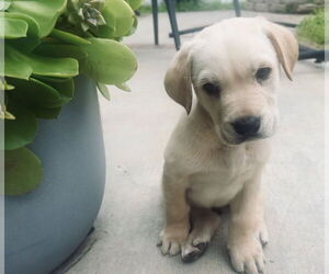 Labrador Retriever Dogs for adoption in Menifee, CA, USA
