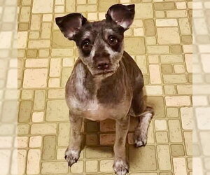 - Mix Dogs for adoption in Spring Lake, NC, USA