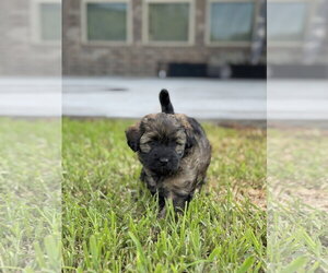 Mutt Dogs for adoption in Rosenberg, TX, USA