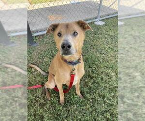 Greyhound Dogs for adoption in Corpus Christi, TX, USA