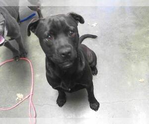 American Pit Bull Terrier-Unknown Mix Dogs for adoption in Tulsa, OK, USA