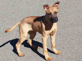 Shepradors Dogs for adoption in Edmond, OK, USA