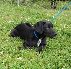 Medium Photo #1 Labrador Retriever-Unknown Mix Puppy For Sale in Winder, GA, USA