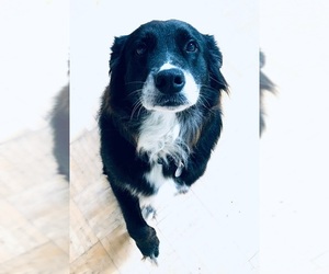 Border Collie-Unknown Mix Dogs for adoption in West Columbia, SC, USA