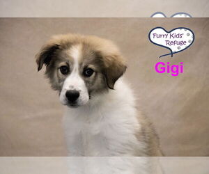 Anatolian Pyrenees Dogs for adoption in Lee's Summit, MO, USA