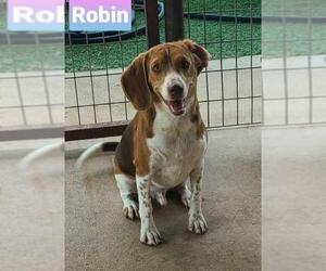 Beagle Dogs for adoption in Pipe Creek, TX, USA