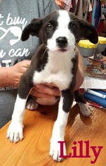 Borador Dogs for adoption in Stover, MO, USA