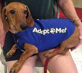 Dachshund Dogs for adoption in Rochester, NY, USA