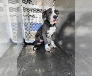 American Pit Bull Terrier Dogs for adoption in Bakersfield, CA, USA