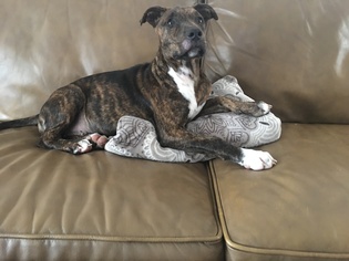 Catahoula Leopard Dog Dogs for adoption in Littleton, CO, USA