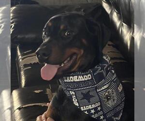 Rotterman Dogs for adoption in San Antonio, TX, USA