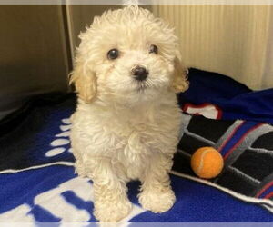 Maltipoo (Miniature) Dogs for adoption in Orange, CA, USA