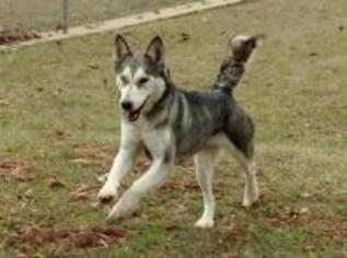 Alaskan Husky Dogs for adoption in Texarkana, TX, USA