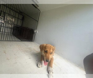 Labrador Retriever-Unknown Mix Dogs for adoption in Houston, TX, USA