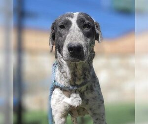 German Shorthaired Pointer Dogs for adoption in Sacramento, CA, USA