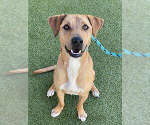 Labrador Retriever-Unknown Mix Dogs for adoption in Fayetteville, NC, USA