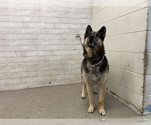 German Shepherd Dog Dogs for adoption in San Bernardino, CA, USA