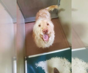Labradoodle Dogs for adoption in Ogden, UT, USA