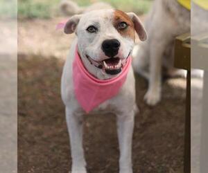 American Staffordshire Terrier-Unknown Mix Dogs for adoption in San Antonio, TX, USA