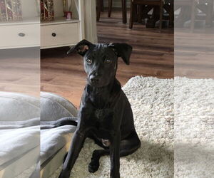 Labrador Retriever-Unknown Mix Dogs for adoption in Rockaway, NJ, USA