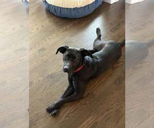 Labrador Retriever-Unknown Mix Dogs for adoption in Plainfield, IL, USA
