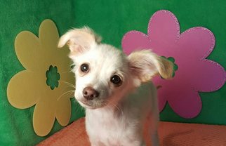 Chihuahua Dogs for adoption in Bloomington, IL, USA