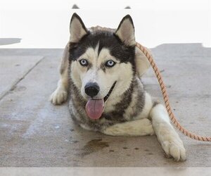 Siberian Husky-Unknown Mix Dogs for adoption in Ojai, CA, USA
