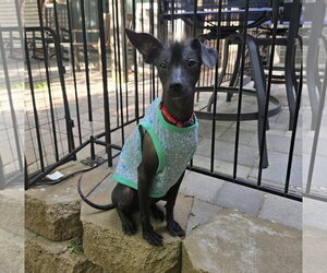 Mutt Dogs for adoption in Brooklyn Center, MN, USA