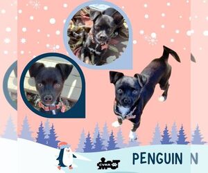 Chihuahua-Unknown Mix Dogs for adoption in Lindsay, CA, USA