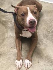American Pit Bull Terrier Dogs for adoption in Springfield, IL, USA