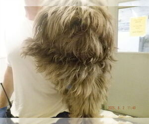 Maltese-Unknown Mix Dogs for adoption in Oroville, CA, USA