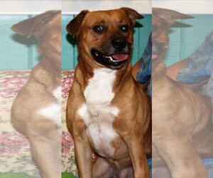 Mutt Dogs for adoption in Perry, GA, USA