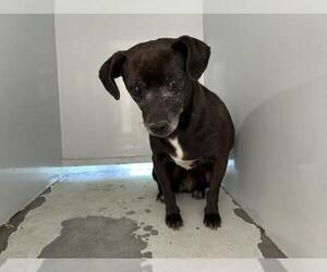 Chihuahua-Unknown Mix Dogs for adoption in Visalia, CA, USA