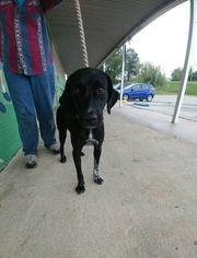 German Shorthaired Lab Dogs for adoption in Trenton, MO, USA