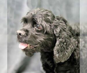 Cocker Spaniel Dogs for adoption in Estherville, IA, USA