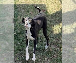 Border Collie-Unknown Mix Dogs for adoption in Riverside, CA, USA