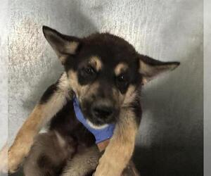 German Shepherd Dog-Siberian Husky Mix Dogs for adoption in HESPERIA, CA, USA