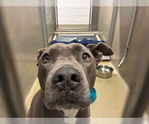 Mutt Dogs for adoption in Rancho Cucamonga, CA, USA