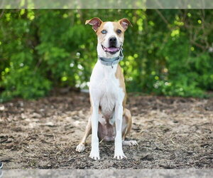 Catahoula Leopard Dog Dogs for adoption in Tavares, FL, USA