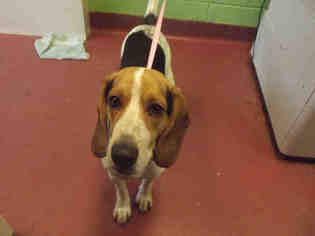 Beagle Dogs for adoption in Murfreesboro, TN, USA