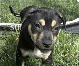 American Pit Bull Terrier-Unknown Mix Dogs for adoption in San Ramon, CA, USA