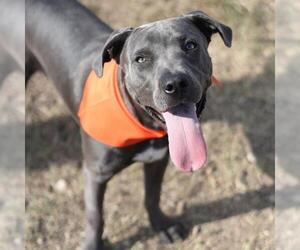 American Staffordshire Terrier-Unknown Mix Dogs for adoption in San Antonio, TX, USA