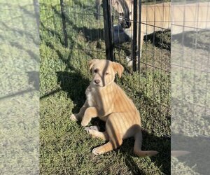 Labrador Retriever Dogs for adoption in Bolivar, MO, USA