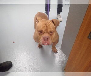 Bulldog-Unknown Mix Dogs for adoption in St. Cloud, FL, USA