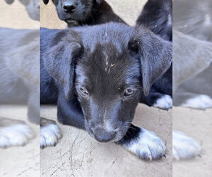 Border Collie-Unknown Mix Dogs for adoption in Oklahoma City, OK, USA