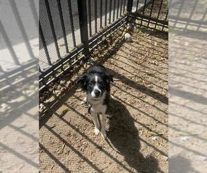 Border Collie-Chihuahua Mix Dogs for adoption in Redlands, CA, USA