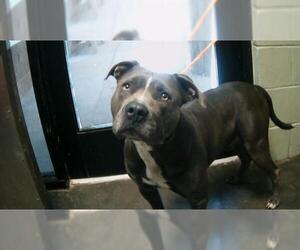 American Pit Bull Terrier Dogs for adoption in Tulsa, OK, USA