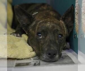 Mutt Dogs for adoption in San Antonio, TX, USA